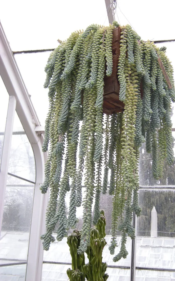 Sedum burrito is a bit like cousin what's-his-name with the coloring - Photo by Joe Mabel / Wikipedia