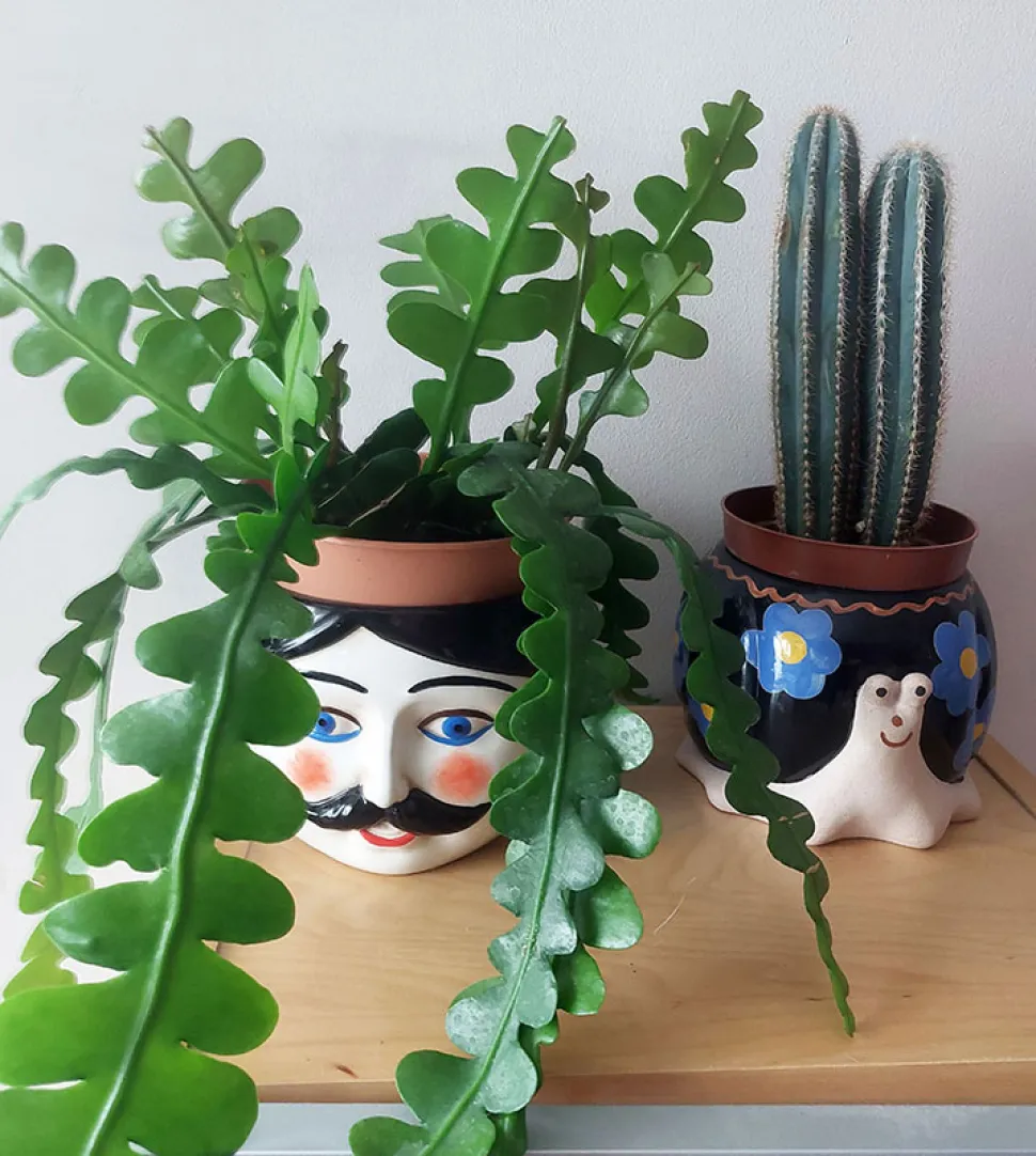 Der Zickzack-Kaktus verleiht dem schnauzbärtigen Gentleman etwas von Tahiti Bob.