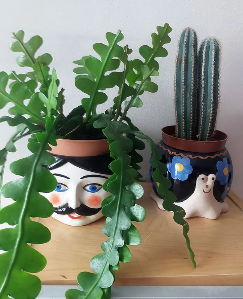 Le cactus zigzag donne à ce gentleman moustachu des allures de Tahiti Bob.