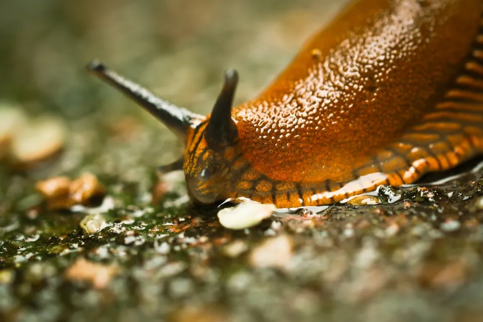 Collecting is one of the most effective ways of getting rid of slugs and snails