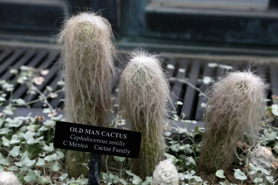 De cactusfamilie heeft ook haar neef Machin. Foto door Jim de fotograaf / Flickr