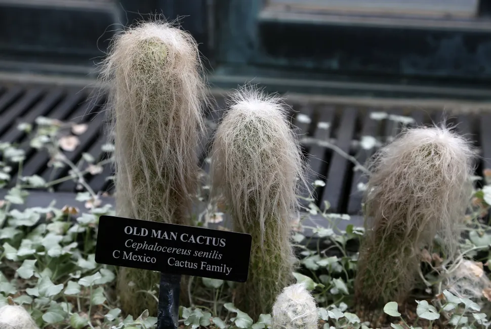 La familia de los cactus también tiene su «primo raro». Foto de Jim The Photographer / Flickr
