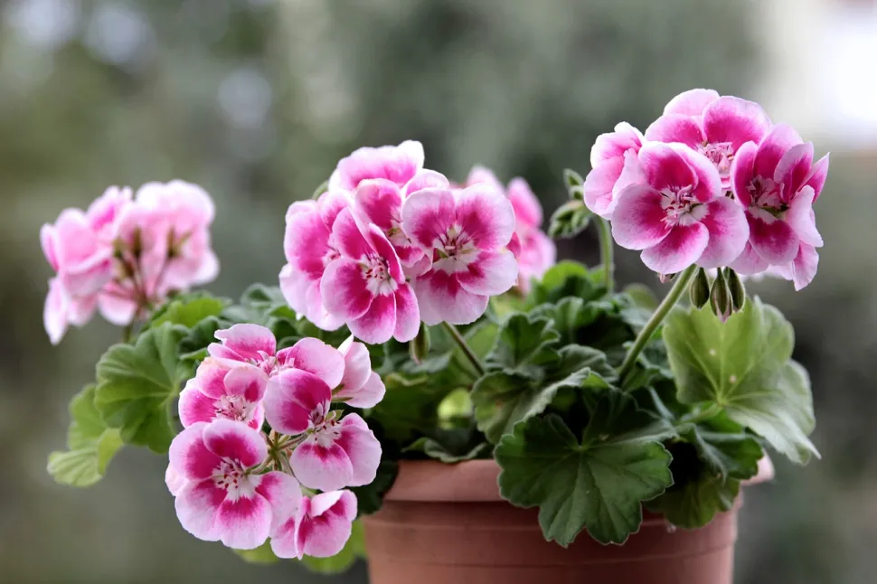Det er ikke tilfældigt, at man ser pelargonier overalt: De er uforgængelige! Foto af İsmet Şahin / Pixabay