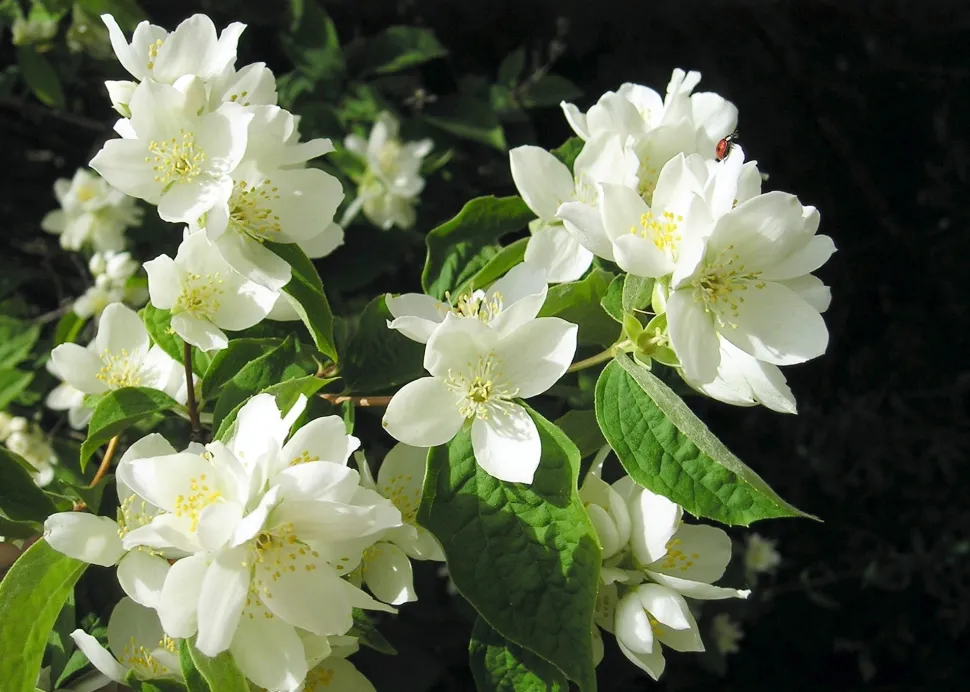 No one has ever seen the poet's jasmine write or declaim verses. Photo by Maja Dumat / Flickr
