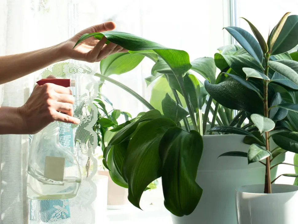A pulverização ajuda a refrescar um pouco as plantas durante os períodos de calor intenso. Foto de Irina Zharkova