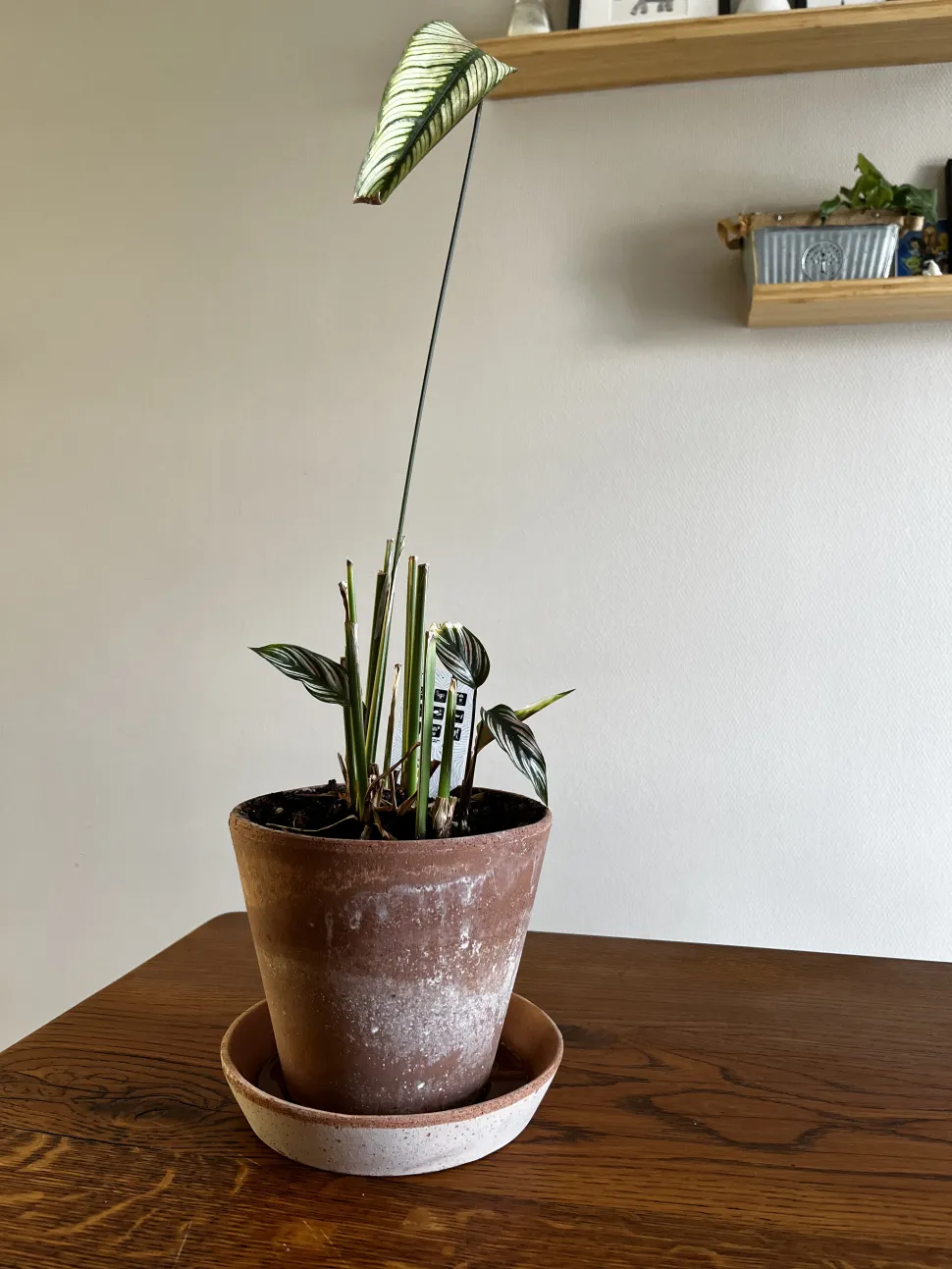 Titeuf, la Calathea ha già recuperato alcune foglie