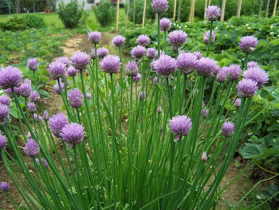 A floração da cebolinha dá um charme à planta – Foto de Jerzy Opiola / Picturethis