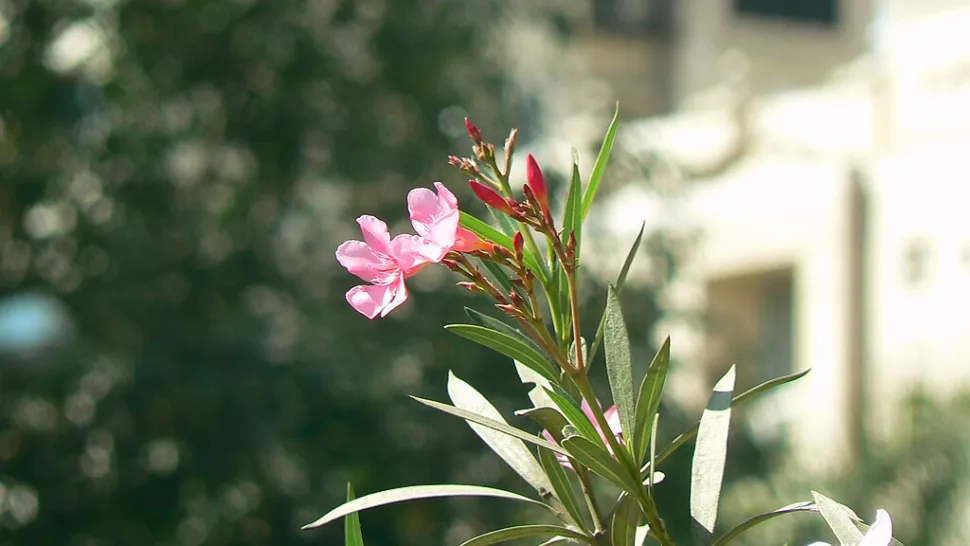 Cutting season depends on the species - Photo by Dinesh Valke /Wikipedia