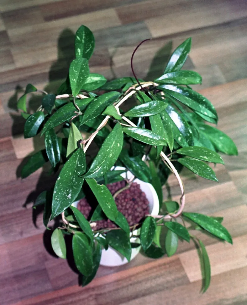 Most Hoyas can be grown hydroponically. Photo by Kor!an /Wikipedia