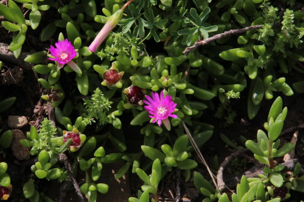 La varietà più resistente ha fiori viola. Ma esistono anche varietà con fiori rossi, bianchi o gialli. Foto di Tony Rebelo /iNaturalist