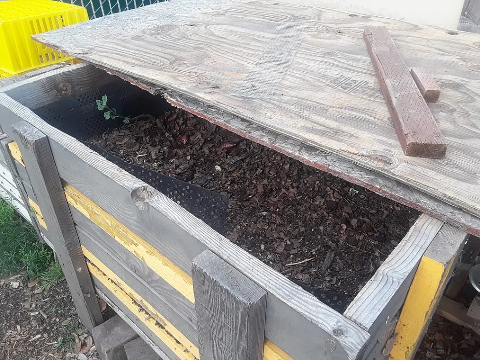 As borras de café são mais úteis no caixote de compostagem. Foto de Joshua Maddox /Wikipedia