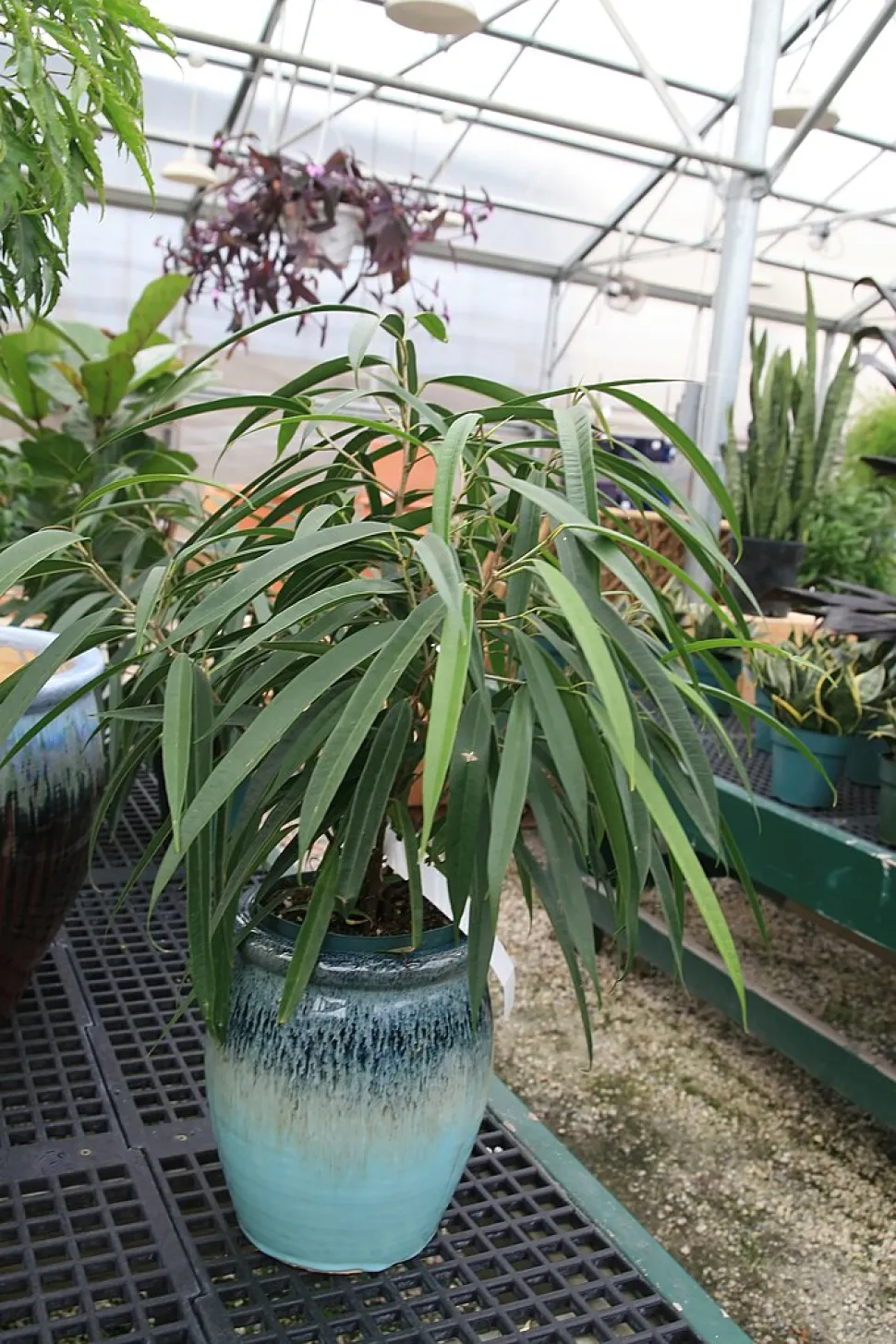 De Ficus alii staat soms bekend als de vijgenboom - Foto door Davi J. Stang/ Wikipedia