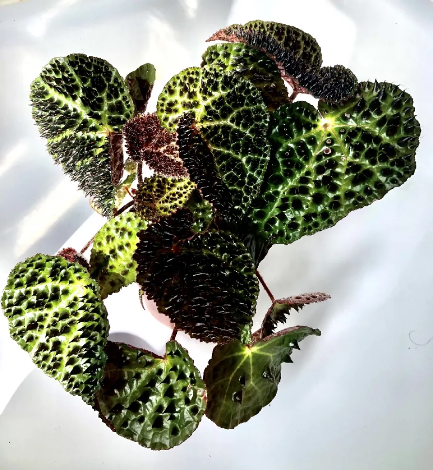Aunque es más exigente y frágil que las demás begonias, la Begonia ferox merece que la cuides bien. Foto de Marcelo Begoonie / Instagram