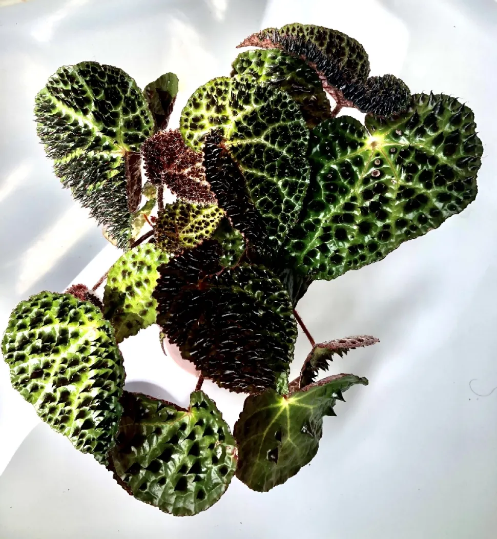 Begonia ferox is veeleisender en kwetsbaarder dan andere begonia's, maar toch de moeite waard om te verzorgen. Foto door Marcelo Begoonie / Instagram