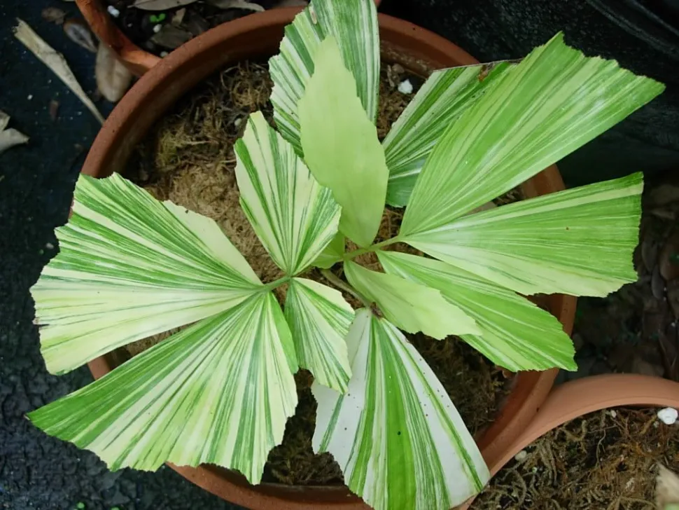Es sieht nicht so aus, aber die Blätter dieser Palme sind kerngesund - Foto von DiogoMRJ / Flickr