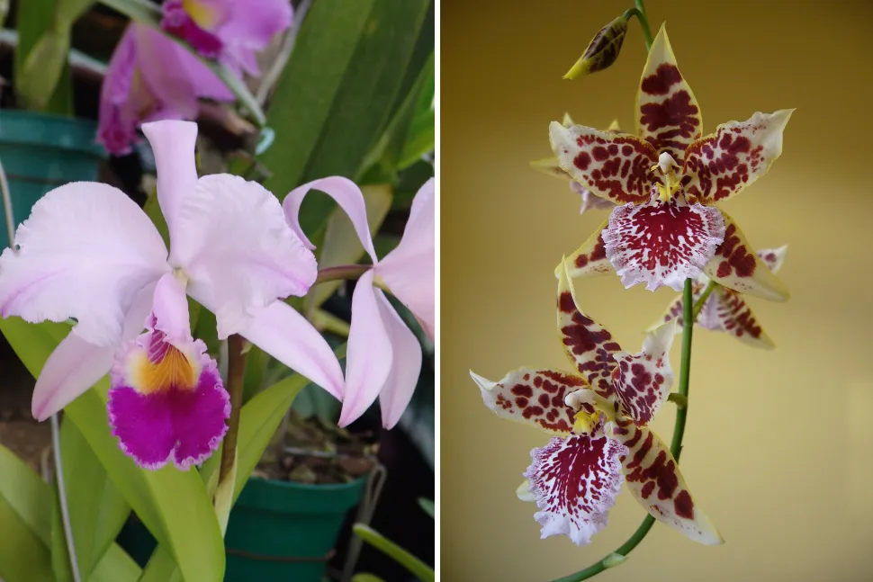 Las orquídeas Catleya (a la izquierda) y Cambria (a la derecha) tienen las mismas necesidades – Foto de M. Olaya /Flickr y Nabokov /Wikipedia