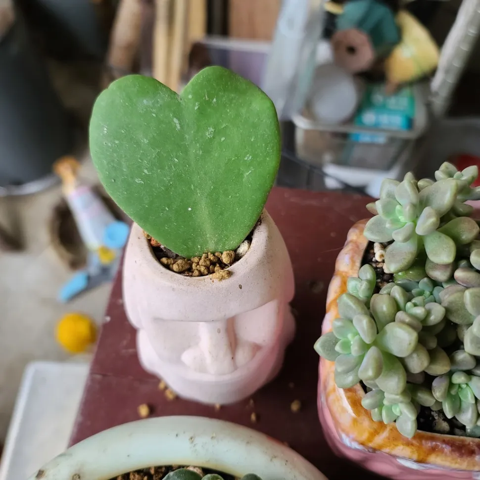 ¿Encontrará el amor esta Hoya kerrii? - Foto de Xigotonglo /iNaturalist