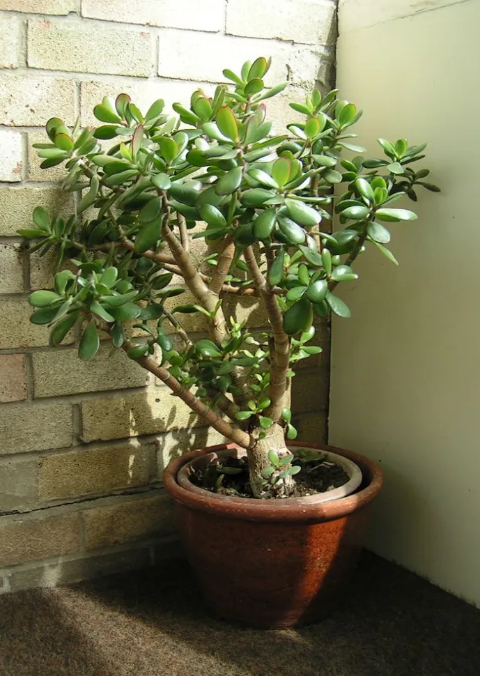 The jade tree is said to bring prosperity and harmony - Photo by Sannse / Wikipedia