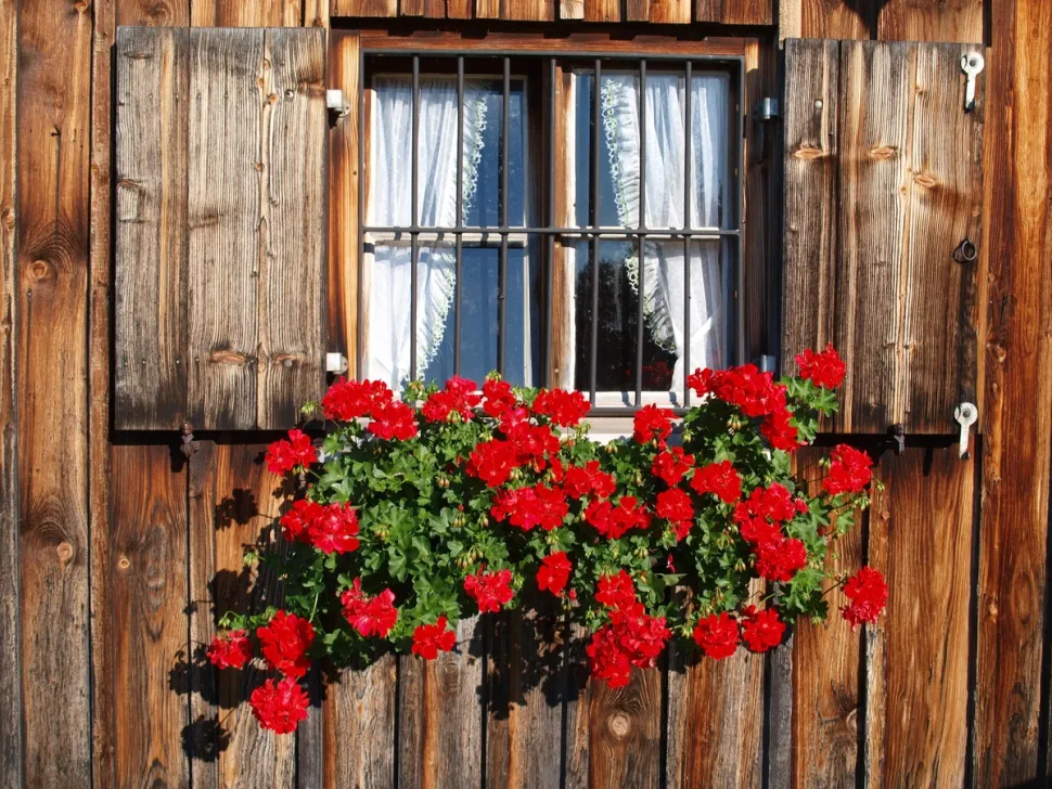 Rara foto de la casita en el prado con su jardinera de geranios