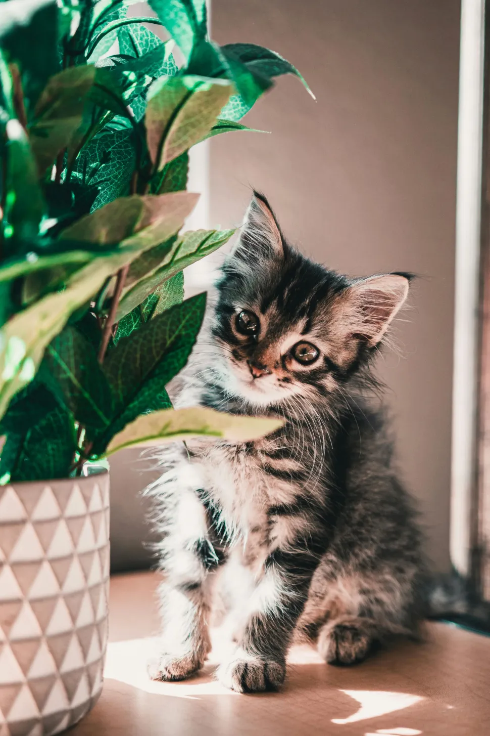 Das Bild der Scindapsus Rubicon war zu teuer. Stattdessen haben wir Ihnen ein Kätzchen hingestellt. Foto von Alec Aiello / Pexels