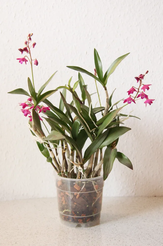 Se sei già riuscito a far rifiorire un'orchidea farfalla, puoi passare al livello successivo: il Dendrobium nobile – Foto di Maja Dumat / Flickr