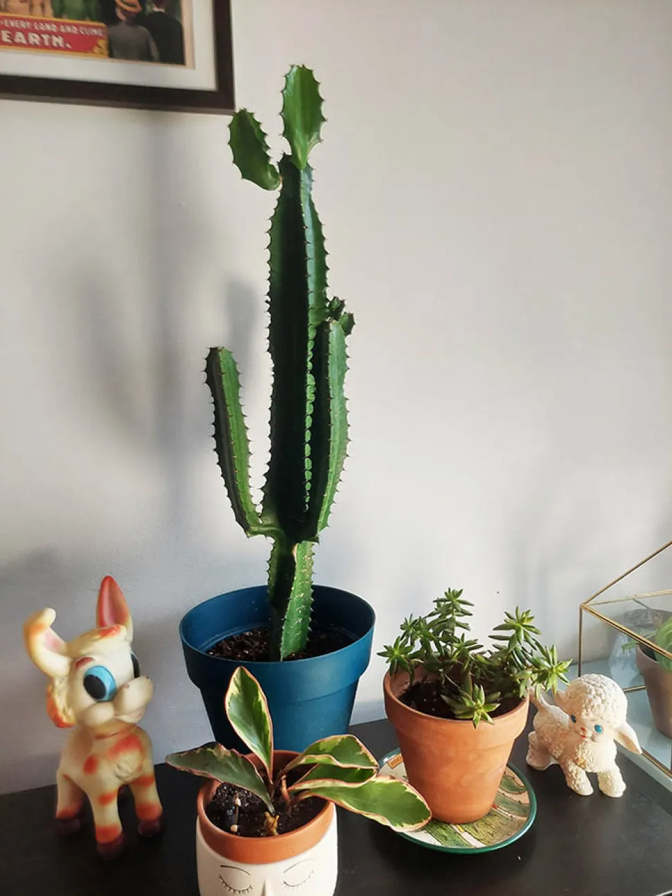 Die Euphorbia abyssinica wächst ziemlich anarchisch