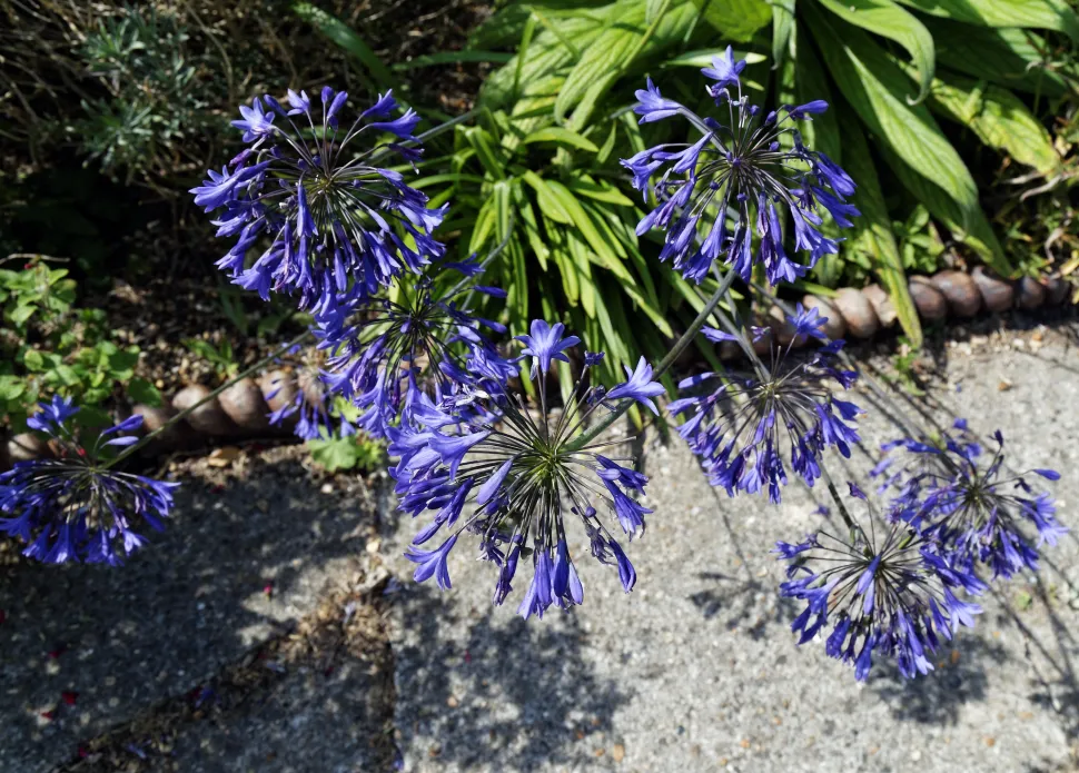 I blomsternes sprog er agapanthus symbolet på kærlighed.