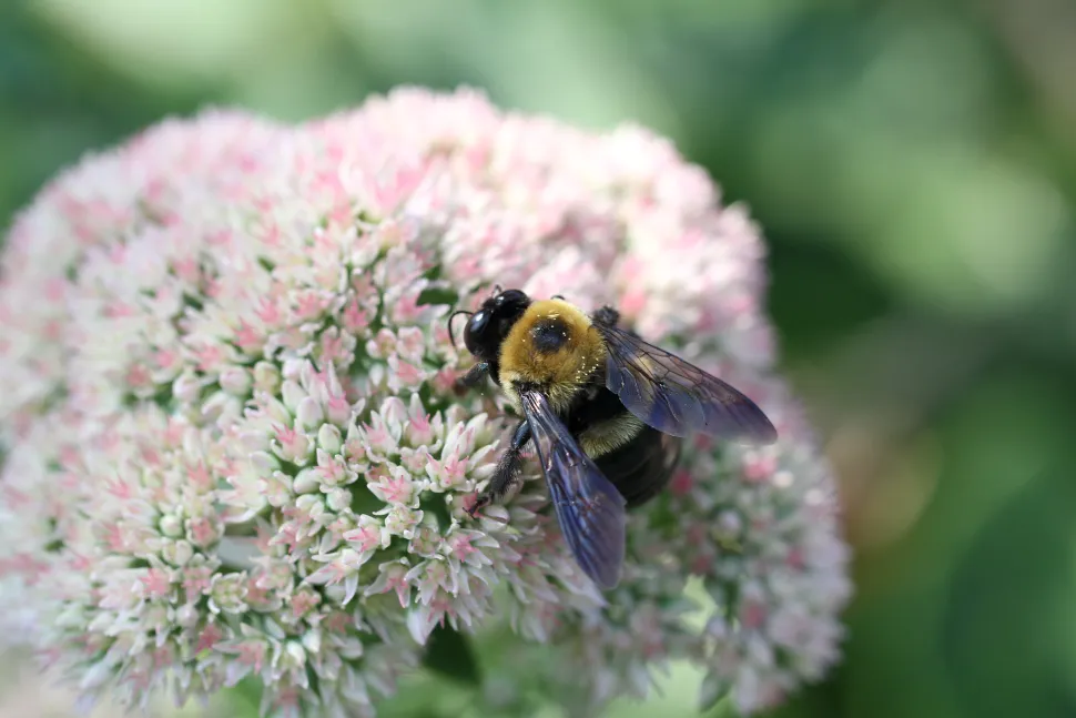 Herfsttijloos is een beetje de afterparty van honingplanten - Foto door Jim de fotograaf / Flickr