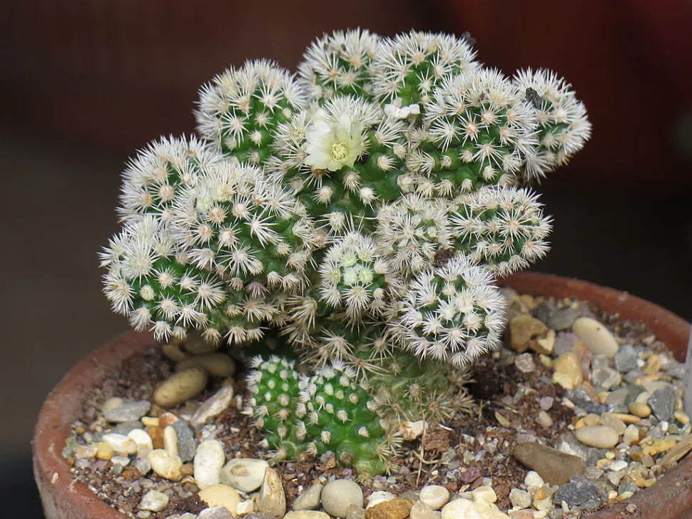 Zelfs jonge Mammillaria gracilis gaat bloeien - Foto door Petar43 / Wikipedia