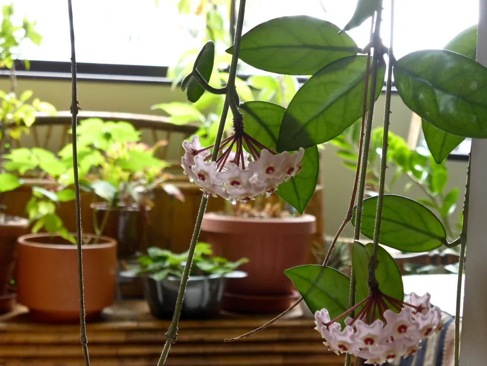 Hoya-Blüten duften zart – Foto von Wendy Cutler / Flickr