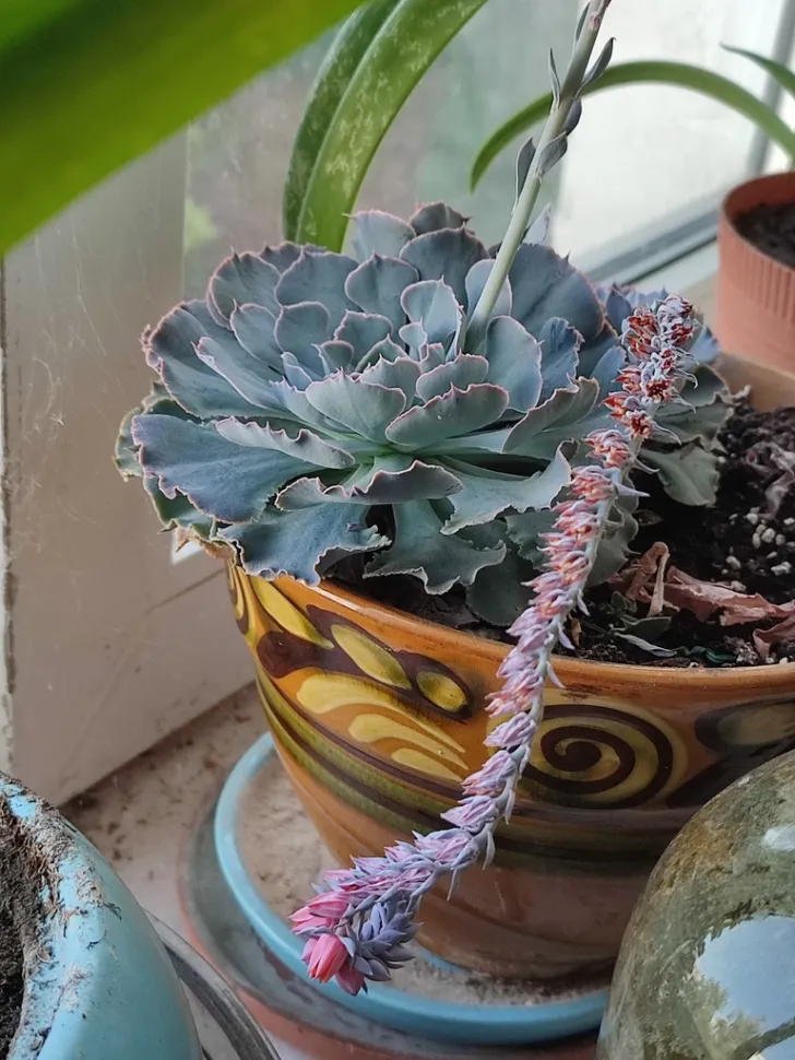 In sunlight, the foliage of Echeveria shaviana takes on purple accents - Photo by Igor Balashov / iNaturalist