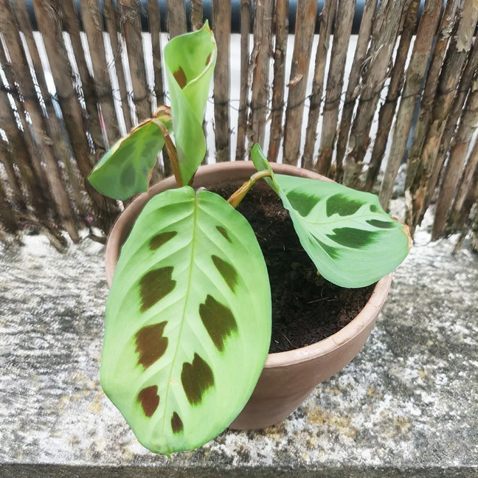 Maranta har rejst sig fra asken.