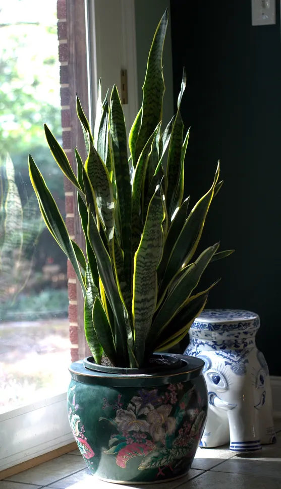 Le Sansevieria trifasciata est rarement attaqué par les insectes – Photo par Jalexalis