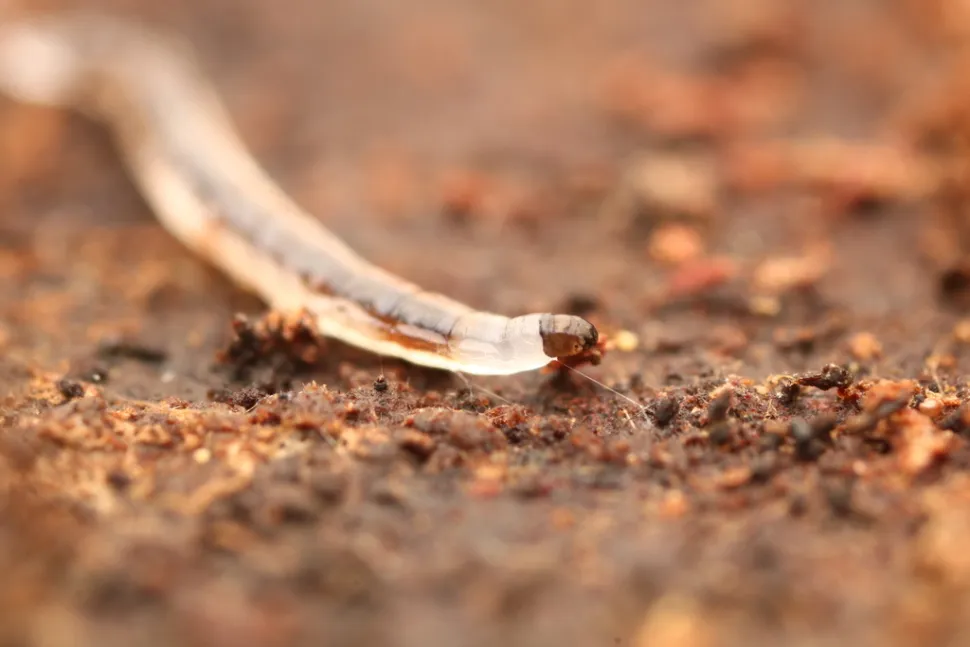 Le larve sono un pericolo per le piante - Foto di Jake McCumber /iNaturalist