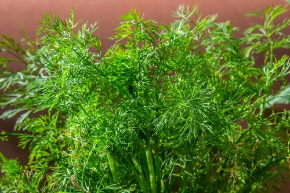 O endro é uma planta resistente. No entanto, pode ser suscetível à ferrugem — Foto de Maxmann / Needpix