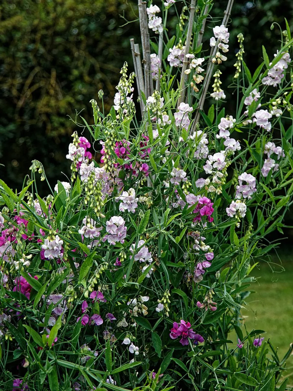 A country effect is guaranteed with sweet peas - Photo by Acabashi - Wikipedia