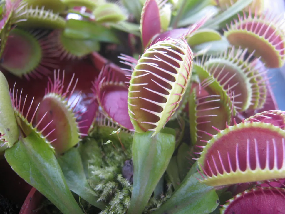 De tanden van de Dionaea zijn klaar om je te verslinden. Foto door Carnivorasland / Flickr