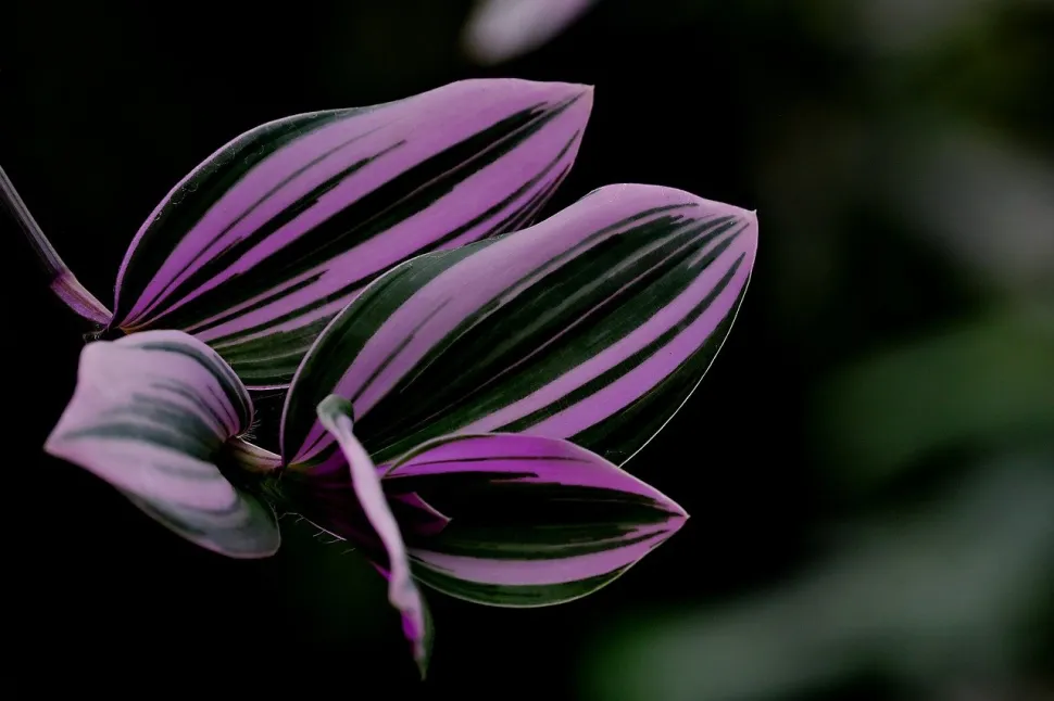 El verde suaviza el rosa de las hojas de la Miseria - Foto de Hartono Subagio / Pixabay