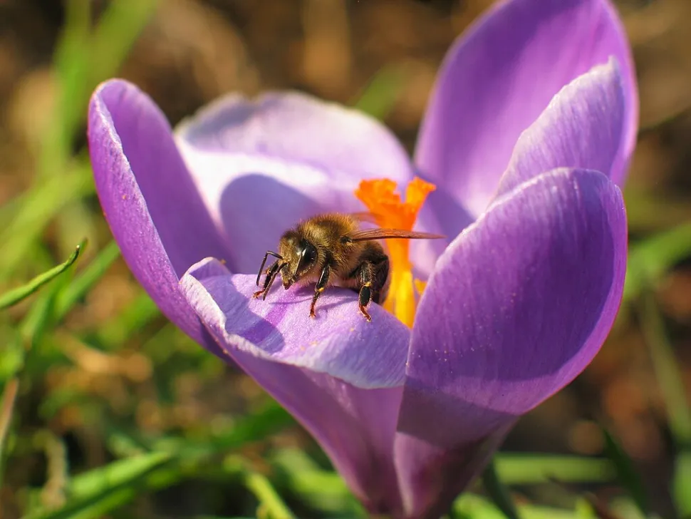 Le crocus de printemps apporte pollen et nectar aux abeilles - Photo par Dschwen / Wikipédia