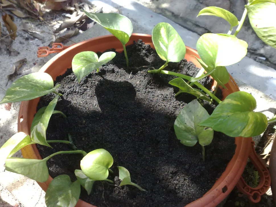 Om sommeren kan du lade dine stiklinger af stueplanter stå udenfor - Foto: Francis Chung /Flickr