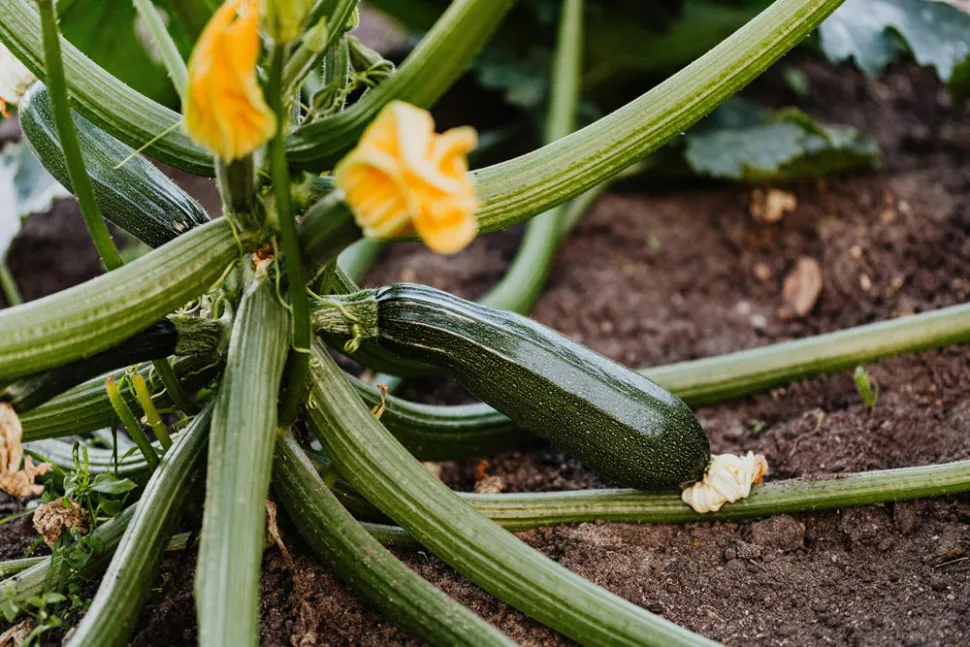 Les courgettes poussent moins vite que les tomates et les radis, mais leur production est plus conséquente - Photo par Kaboompics / Pexels