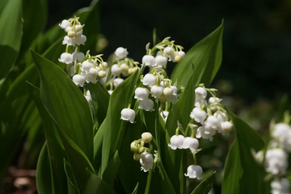 The tradition of giving lilies of the valley for good luck dates back to the Renaissance