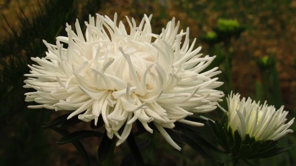 In de bloementaal symboliseert de witte chrysant pure liefde. Foto door Keward92 / inaturalist