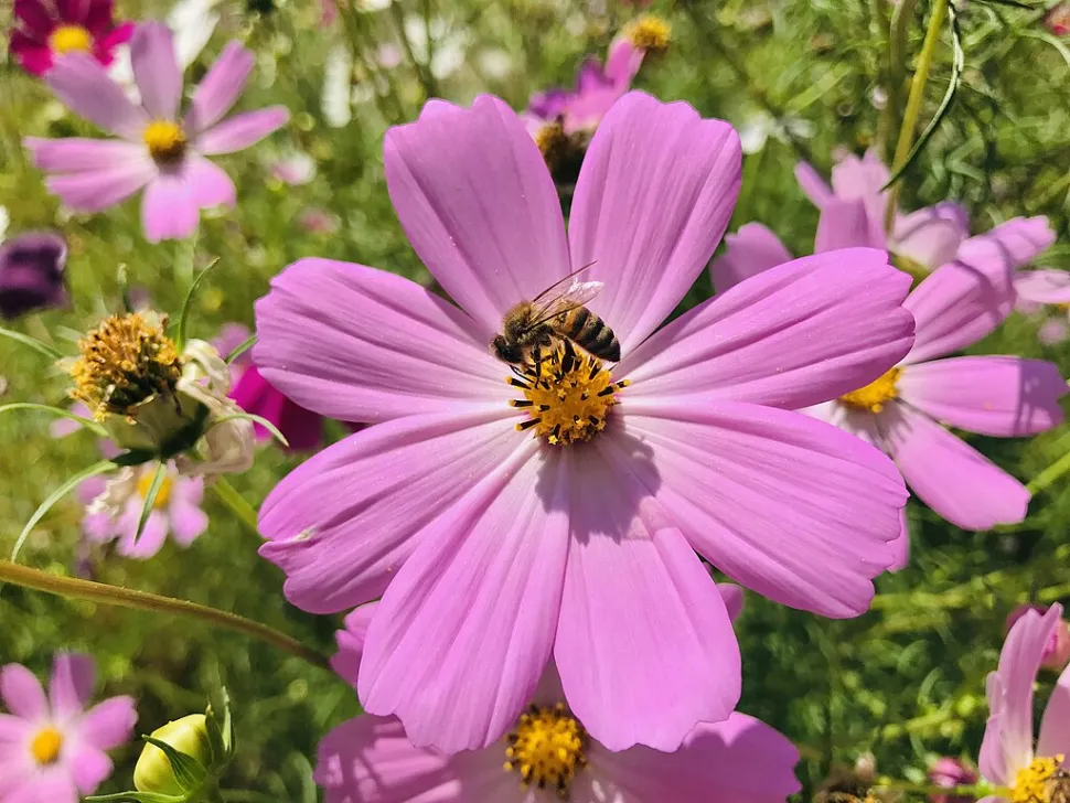 Bee playing chameleon on a cosmos - Photo by Maurice Flesier / Wikipedia
