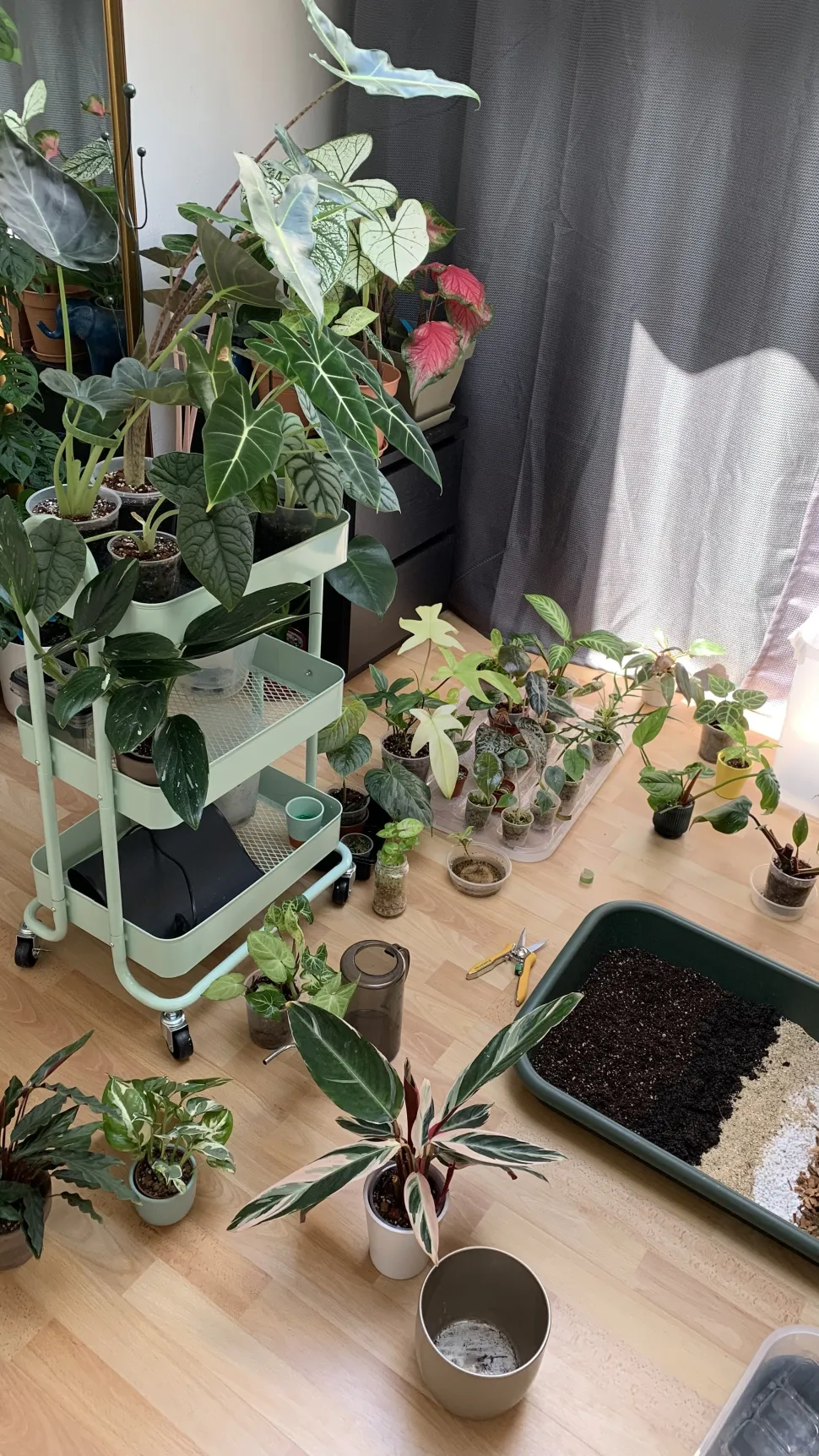 Com uma centena de plantas em casa, nem sempre é fácil saber quais as que foram regadas e quais as que precisam de ser replantadas.