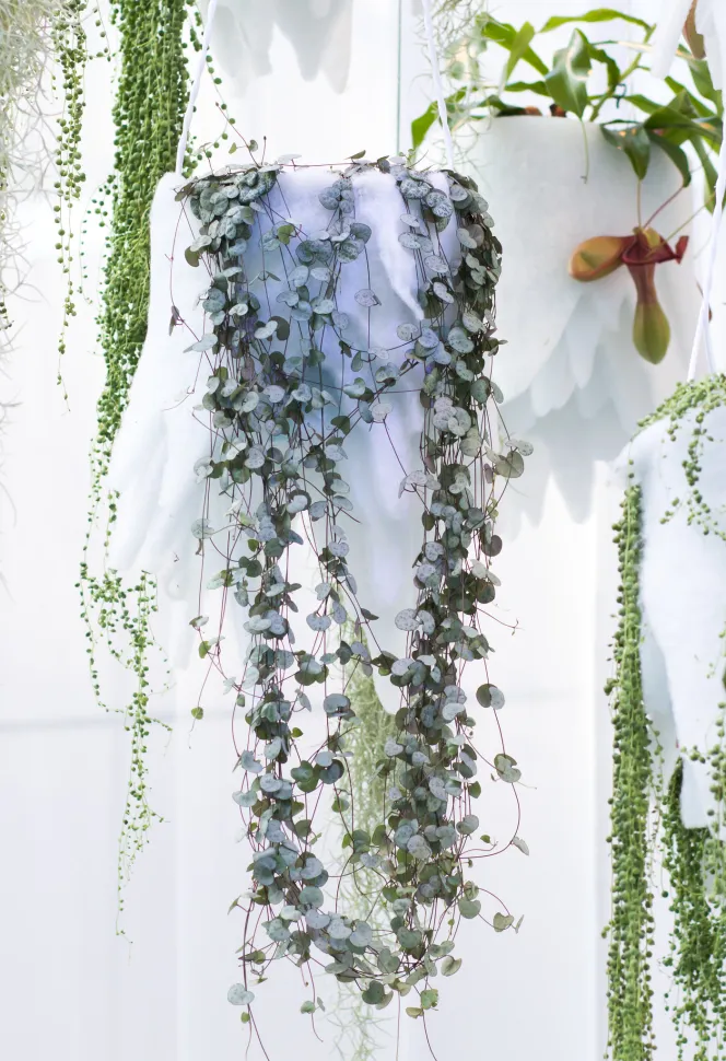 La Ceropegia woodii forma rápidamente largas enredaderas - Foto de Maja Dumat /Flickr