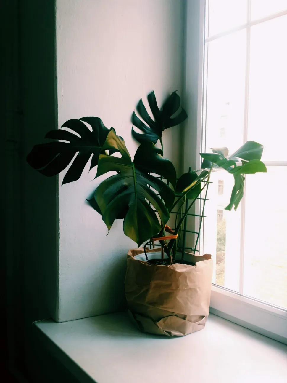 En invierno, acerca la planta a una ventana - Foto de Inga Seliverstova / Pexels