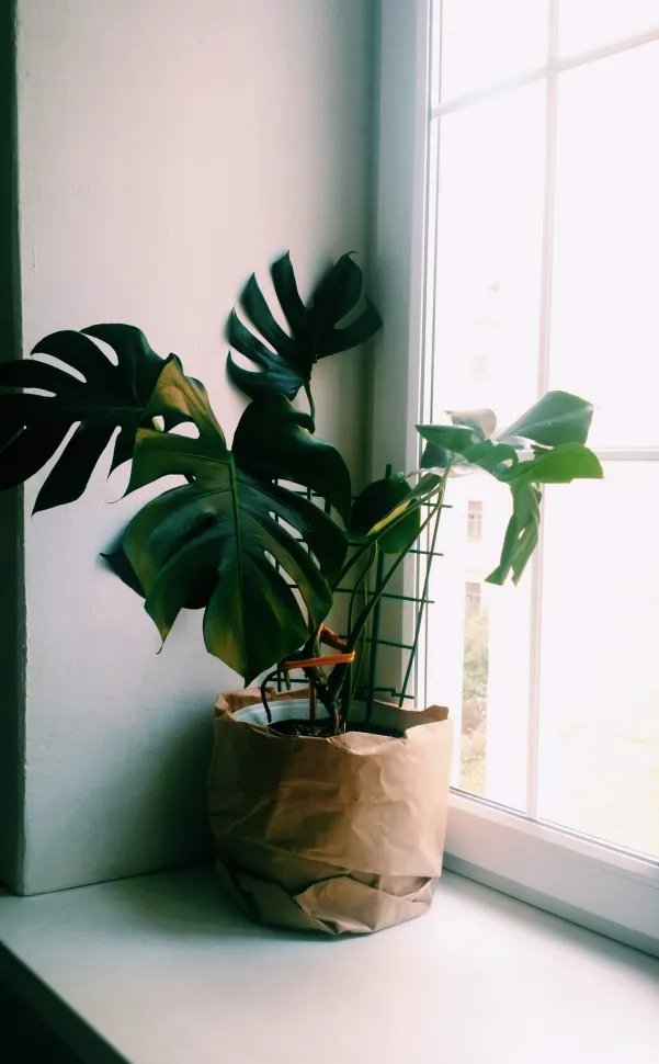 En invierno, acerca tu planta a una ventana – Foto de Inga Seliverstova / Pexels