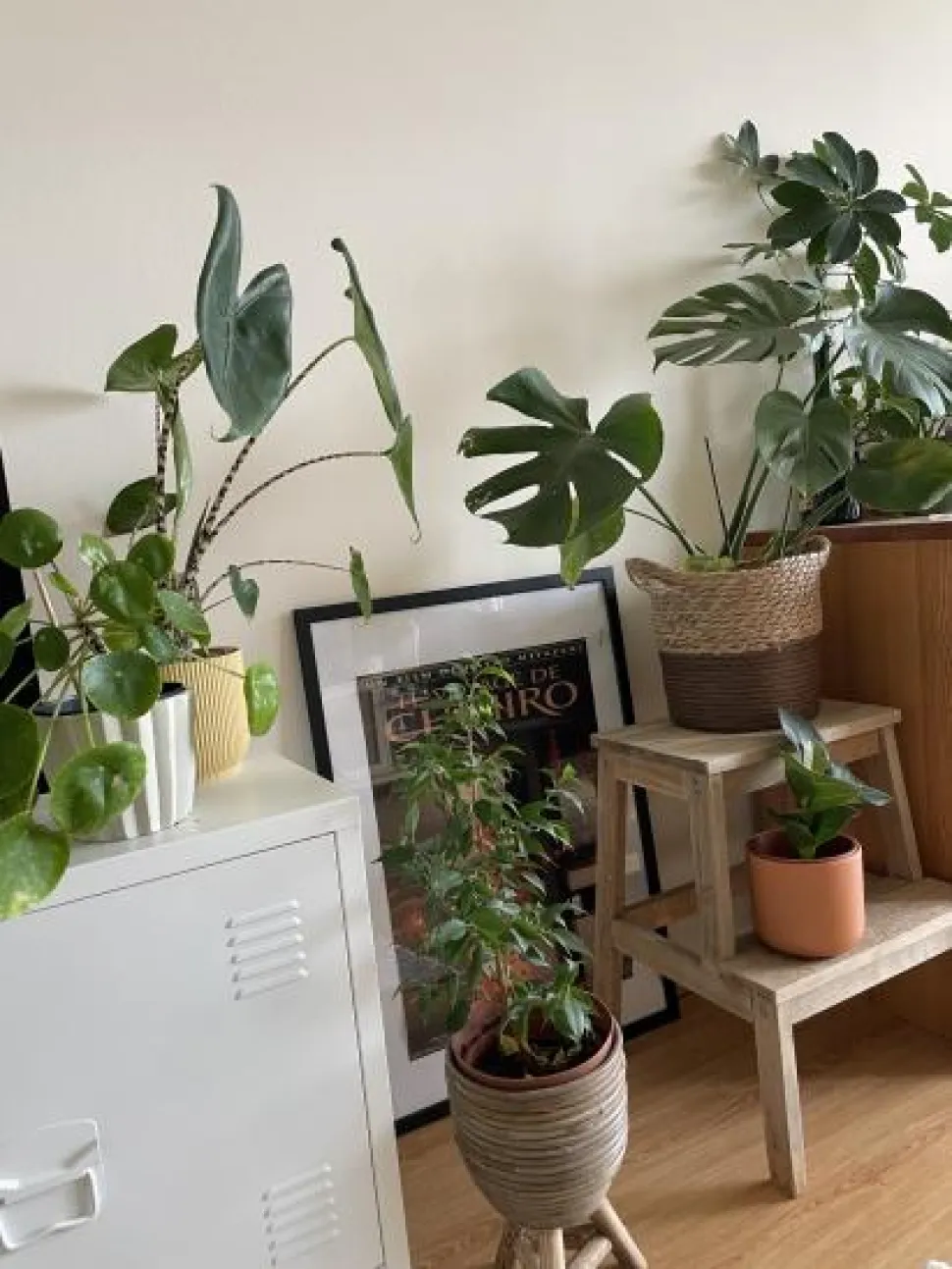 Camilles planter trives i det rigtige miljø