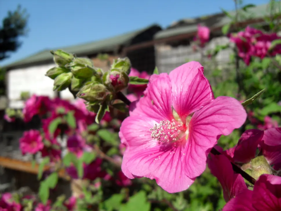 La Lavatera fiorisce da giugno fino alle prime gelate.